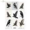 Grafiki, kruki, wrony, ptaki, szkice, czarno-białe*Graphics, ravens, crows, birds, sketches, black and white